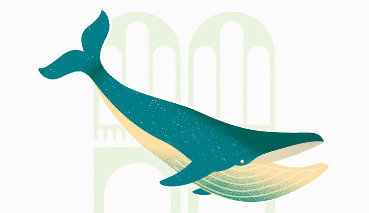 An illustration of the blue whale in Hintze Hall