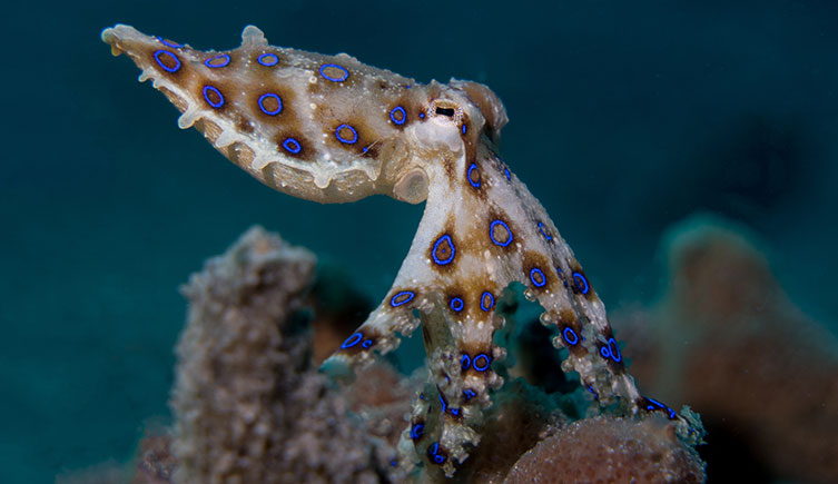A blue-ringed octopus resting on coral