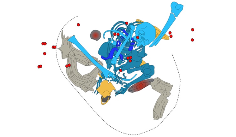 A schematic drawing of the burial, showing the various positions of bones and the locations of the burnt plant remains. 