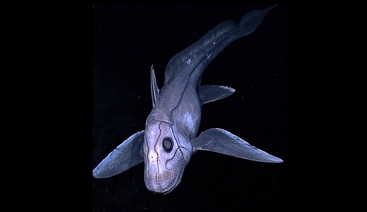 A deep-sea chimaera fish.