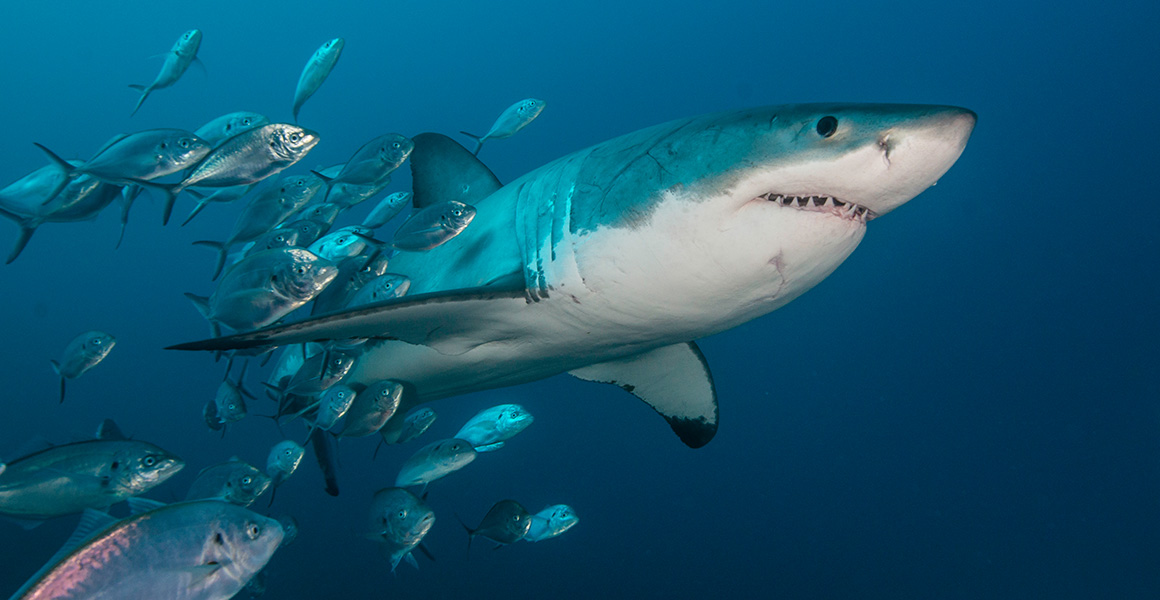 A great white shark swimming with a school of trevally jacks