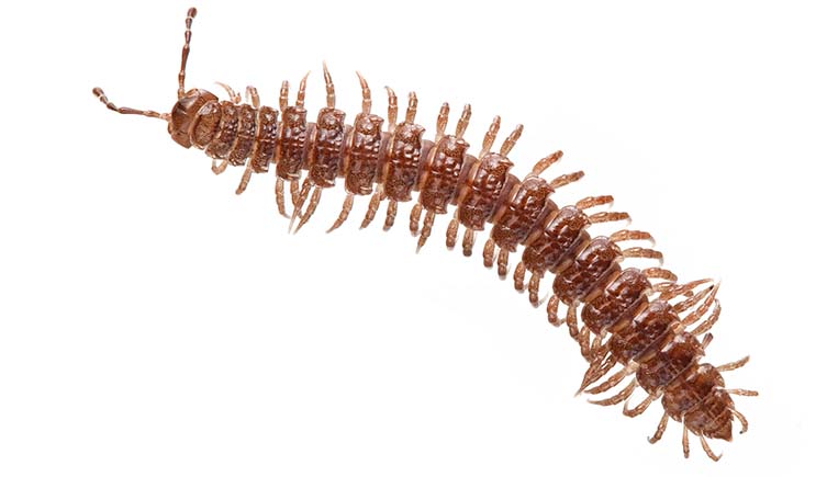 A photo of a brown millipede on a white background.
