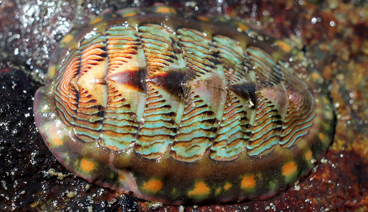 A colourful chiton mollusc on a rock
