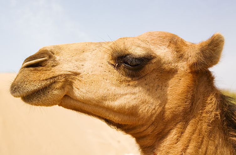 Camel eyes